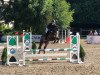 jumper Rashido San Diego (German Warmblood, 2012, from Ranko II)