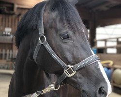 dressage horse Donna Rose 6 (Württemberger, 2011, from Birkhofs Denario)