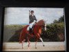 dressage horse Dacapo 208 (Westphalian, 1998, from Dimension)