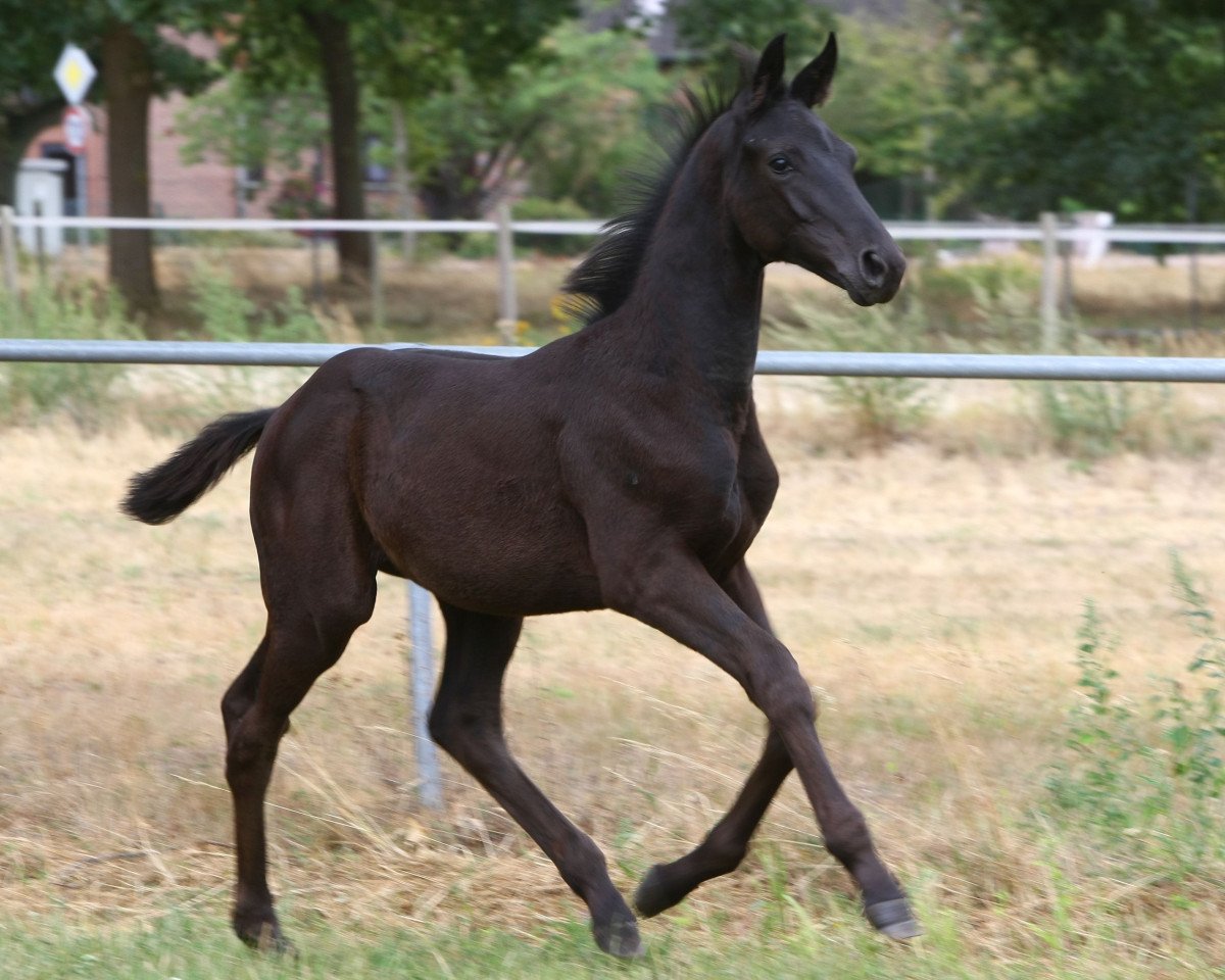 dressage horse First Edition 20 (Oldenburg, 2018, from Fürstenball)