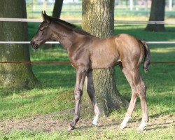 broodmare Dehli EFA (Oldenburg, 2017, from Don Nobless)