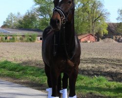 broodmare Calina 99 (Hanoverian, 2009, from Contendros Bube)