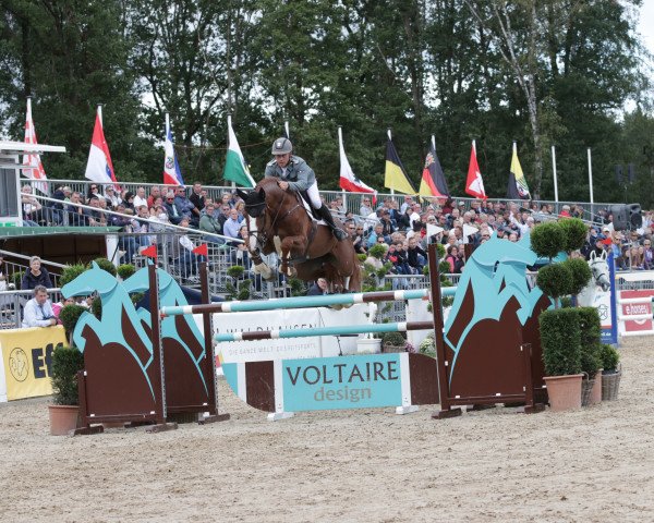 stallion Balou Peggio (Oldenburg show jumper, 2013, from Balou du Rouet)