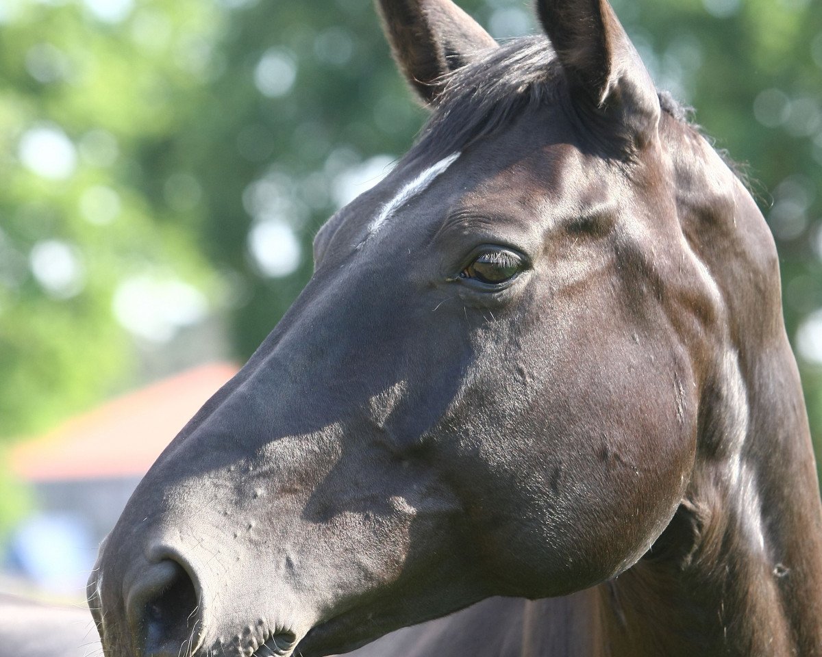broodmare Wonne (Hanoverian, 2009, from Weltmeyer)