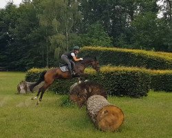 jumper Nonvaleur G (German Riding Pony, 2011, from Nobel Nagano NRW)