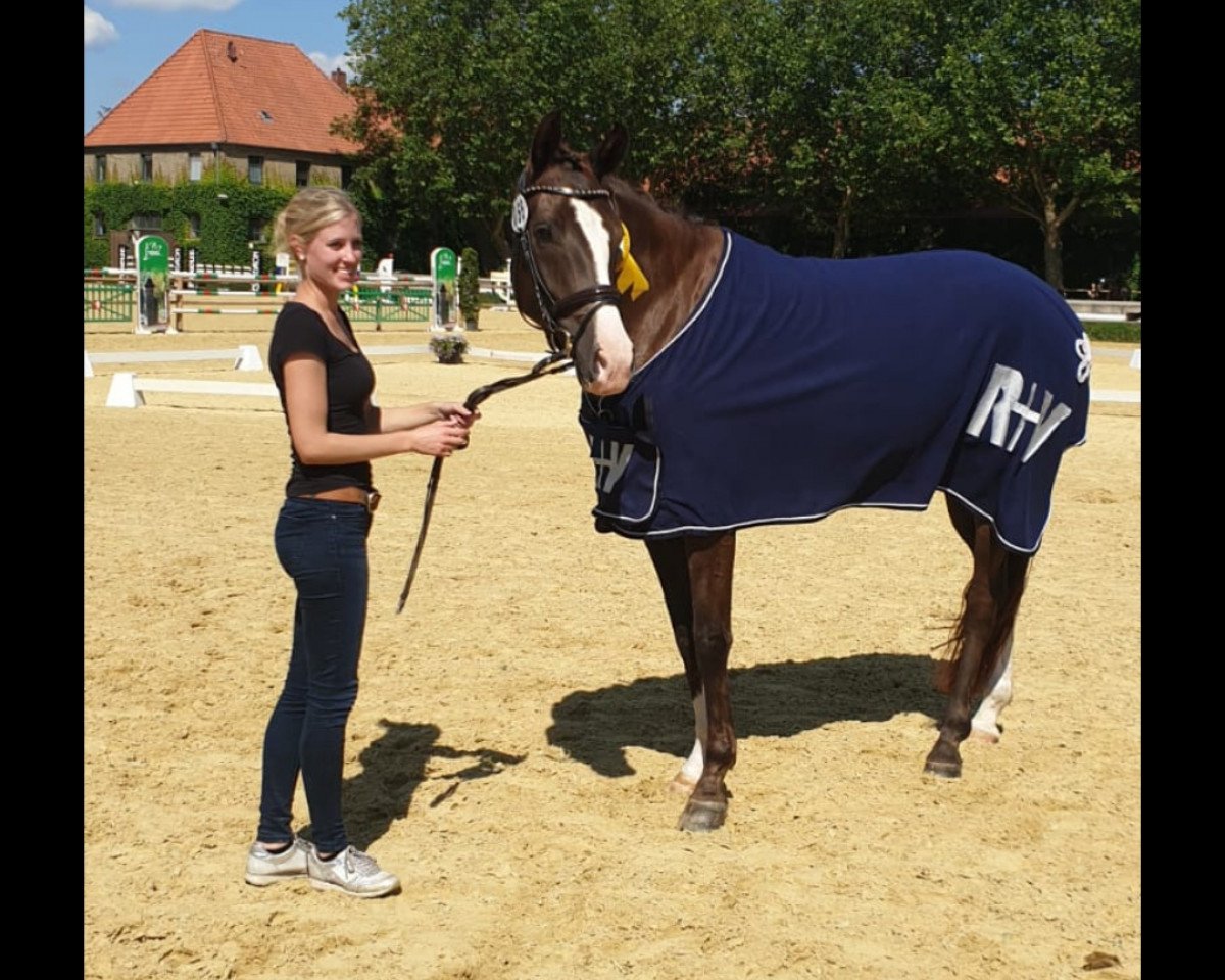 broodmare Schokoletta can dance (Westphalian, 2015, from Sir Donnerhall I)