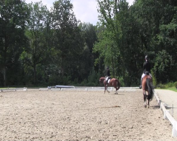 Reitturnier Olfen-Vinnum 2016