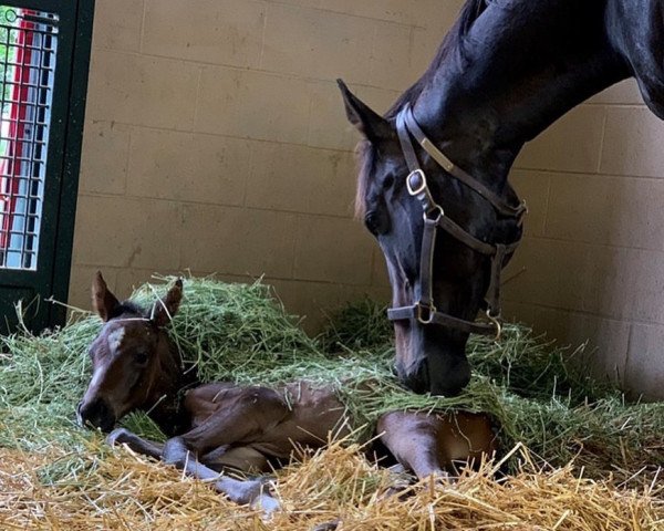 horse Stute von Pioneerof The Nile xx (Thoroughbred, 2019, from Pioneerof The Nile xx)