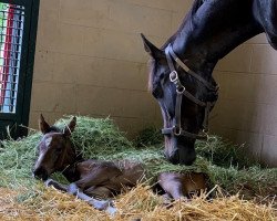 horse Stute von Pioneerof The Nile xx (Thoroughbred, 2019, from Pioneerof The Nile xx)