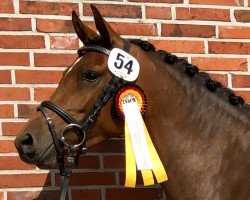 broodmare Hella (German Riding Pony, 2015, from Halifax)