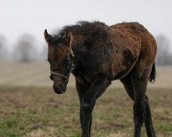 horse Bones xx (Thoroughbred, 2019, from Arrogate xx)