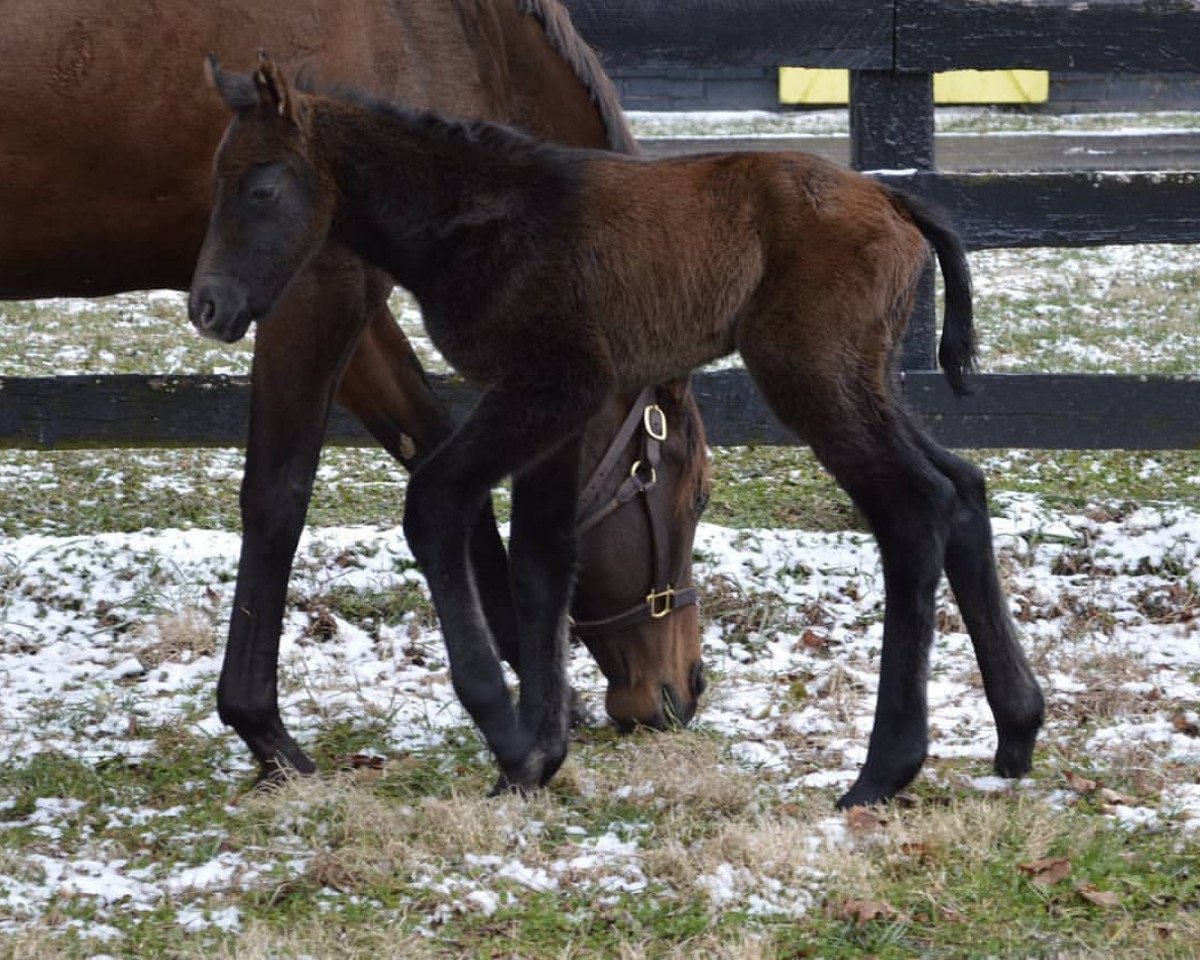 horse Stute von Arrogate xx (Thoroughbred, 2019, from Arrogate xx)
