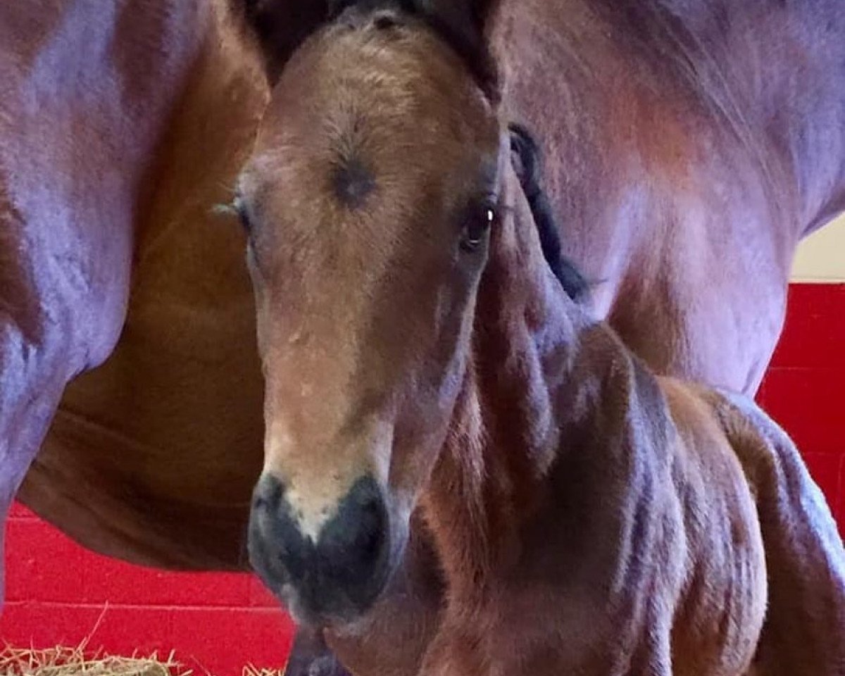 Pferd Hengst von Arrogate xx (Englisches Vollblut, 2019, von Arrogate xx)
