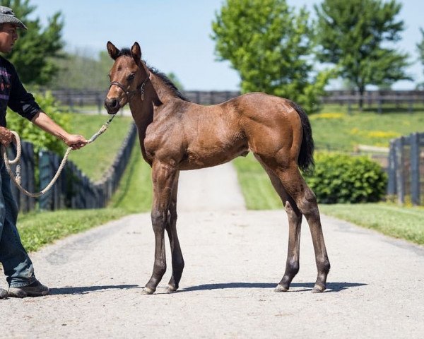 horse Stute von Mastery xx (Thoroughbred, 2019, from Mastery xx)