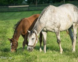 Pferd Hengst von Union Rags xx (Englisches Vollblut, 2019, von Union Rags xx)