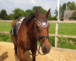 broodmare Taffarella (Oldenburg, 1999, from Tanzmeister I)