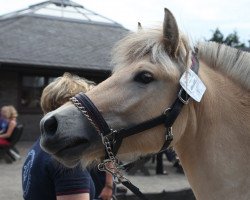 Pferd Jelsa (Fjordpferd, 2017, von Inesco)