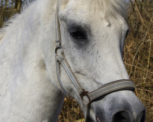 Pferd Prinz 212 (Westfale, 1987, von Poseidon)