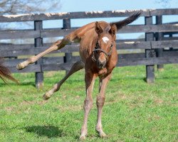 horse Stute von Ghostzapper xx (Thoroughbred, 2019, from Ghostzapper xx)