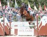 jumper Sexy Beast (Oldenburg show jumper, 2013, from Cabachon)