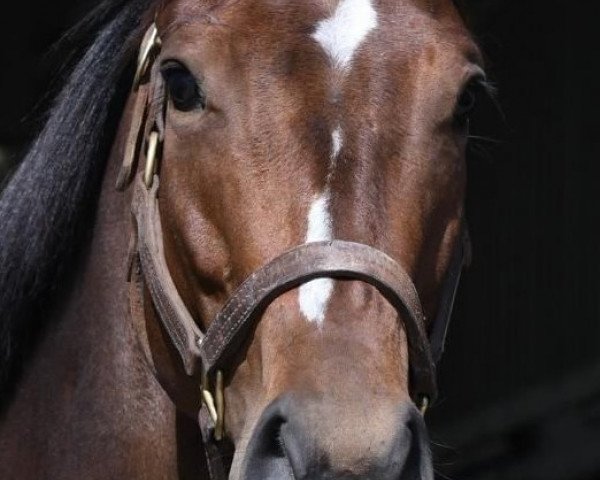 broodmare Valadorna xx (Thoroughbred, 2014, from Curlin xx)