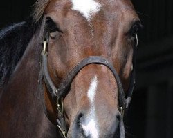 broodmare Terra Promessa xx (Thoroughbred, 2013, from Curlin xx)