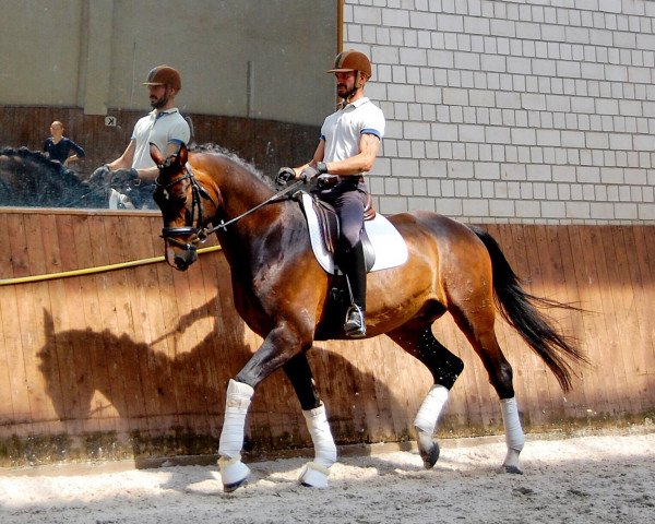 dressage horse Belmiro 7 (Oldenburg, 2013, from Bretton Woods)