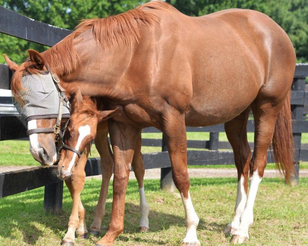 Pferd Stute von Curlin xx (Englisches Vollblut, 2019, von Curlin xx)