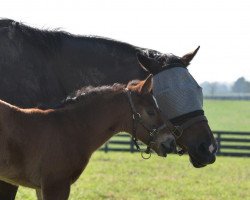 horse Lolloping xx (Thoroughbred, 2019, from War Front xx)