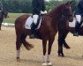 dressage horse Belle de Jour S (Hanoverian, 2010, from Bonifatius)