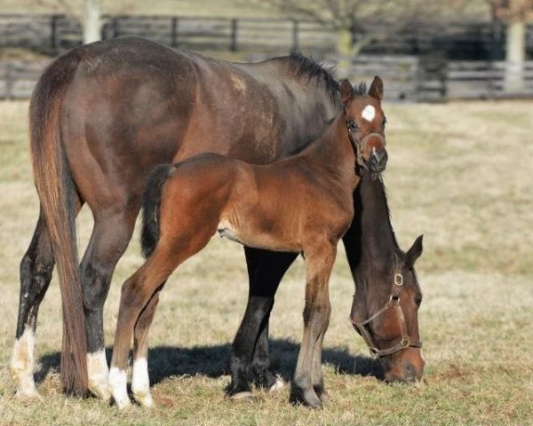 horse Hengst von Bernardini xx (Thoroughbred, 2019, from Bernardini xx)