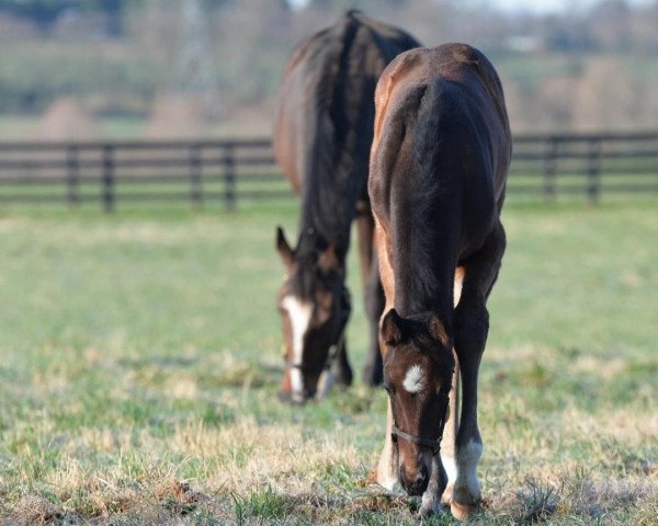 Pferd Hengst von Medaglia d´Oro xx (Englisches Vollblut, 2019, von Medaglia d'Oro xx)