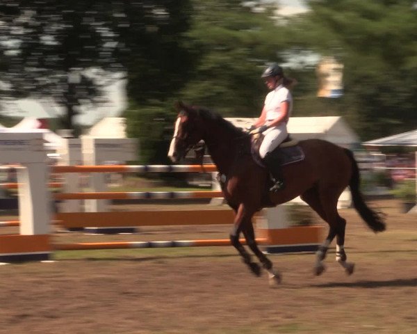 Reitturnier Petershagen-Eldagsen 2016