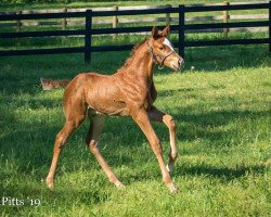 horse Hengst von Orb xx (Thoroughbred, 2019, from Orb xx)