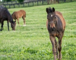 horse Hengst von Tonalist xx (Thoroughbred, 2019, from Tonalist xx)