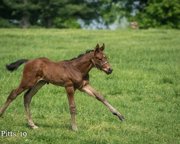 horse Hengst von Arrogate xx (Thoroughbred, 2019, from Arrogate xx)