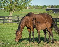 broodmare I´ll Take Charge xx (Thoroughbred, 2012, from Indian Charlie xx)