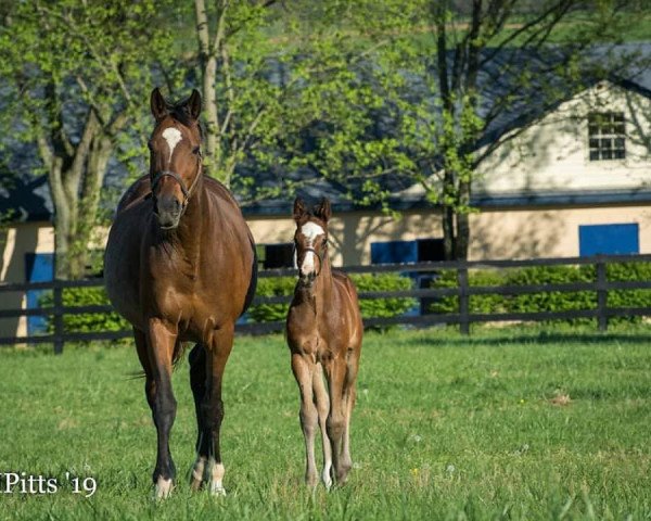 broodmare A.P. Sonata xx (Thoroughbred, 2011, from A. P. Indy xx)