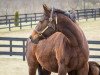 broodmare Songbird xx (Thoroughbred, 2013, from Medaglia d'Oro xx)