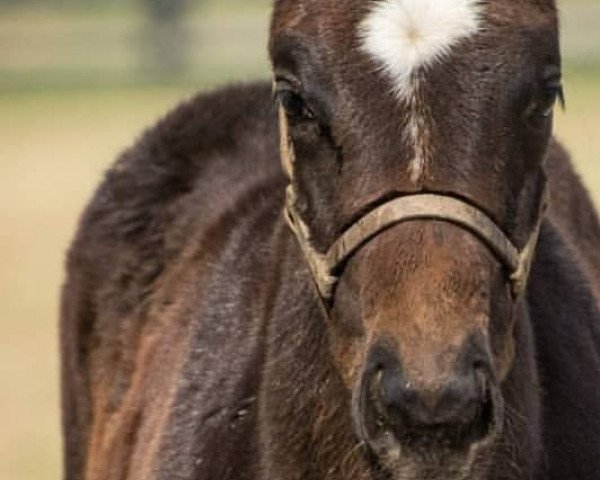 Pferd Stute von Tonalist xx (Englisches Vollblut, 2019, von Tonalist xx)