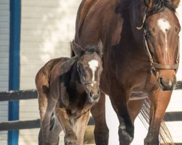 horse Stute von Tonalist xx (Thoroughbred, 2018, from Tonalist xx)