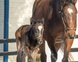 horse Stute von Tonalist xx (Thoroughbred, 2018, from Tonalist xx)