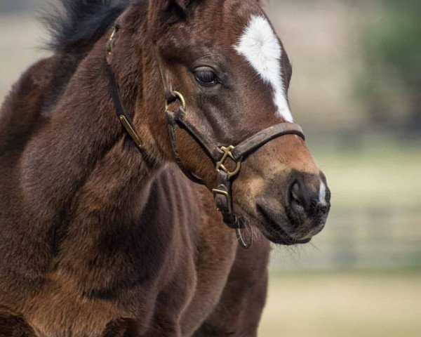 Pferd Stute von Tonalist xx (Englisches Vollblut, 2019, von Tonalist xx)