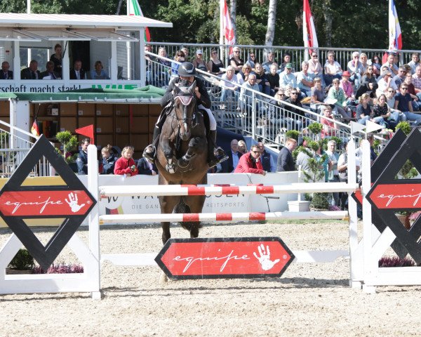 stallion Thamar (Hanoverian, 2014, from Tangelo van de Zuuthoeve)