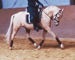 dressage horse Winterzauber 9 (German Riding Pony, 2013, from Wilky May)