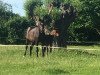 broodmare Merlind (German Sport Horse, 2003, from Depardieu 11)