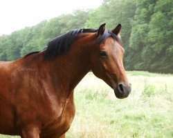 broodmare Anne (Oldenburg, 2010, from Ampère)