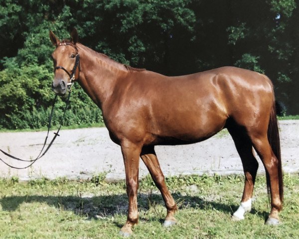 Pferd Gorden Keeps Cool (Mecklenburger, 1998, von Golden Miller)