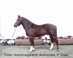 stallion Harquis CH (Freiberger, 1999, from Hendrix)