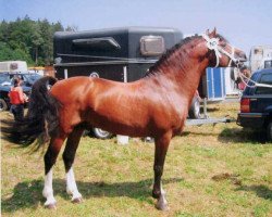 stallion Halicton (Freiberger, 1992, from Hilton)